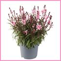 Afbeelding van VP Gaura P19 Gaudi medium pink
